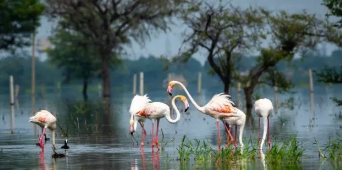 Bharatpur Bird Sanctuary, Bharatpur, Rajasthan - Vushii.com Bharatpur Bird Sanctuary, Bharatpur, Rajasthan - Vushii.com